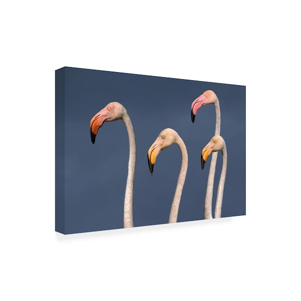 Xavier Ortega 'Flamingos Close Up' Canvas Art,22x32